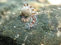 Proceraea