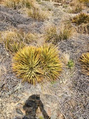 Aciphylla aurea