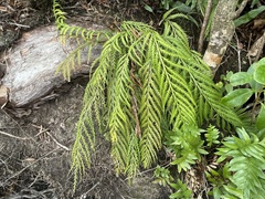 Asplenium flaccidum