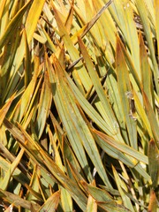 Aciphylla aurea