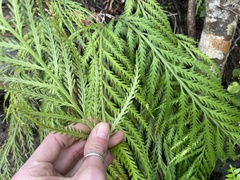 Asplenium flaccidum