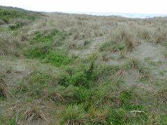 Senecio glastifolius
