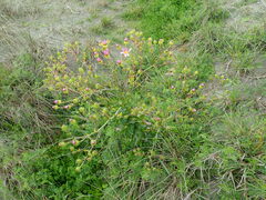 Senecio glastifolius