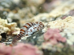 Proceraea