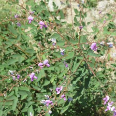 Desmodium cinerascens