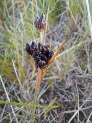Juncus castaneus