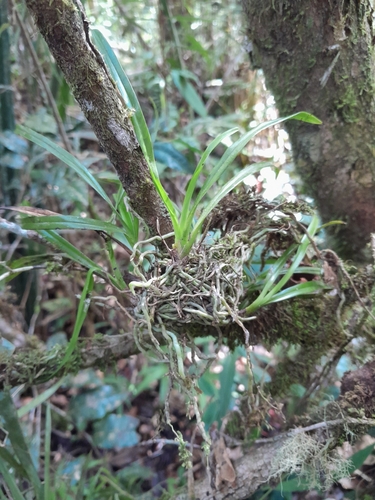 Aeranthes nidus Schltr.