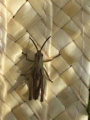 Pseudochorthippus parallelus