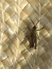 Pseudochorthippus parallelus