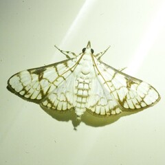 Aphytoceros lucusalis