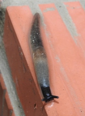 Krynickillus melanocephalus