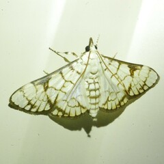 Aphytoceros lucusalis