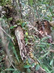 Bulbophyllum