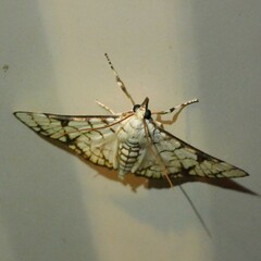 Aphytoceros lucusalis