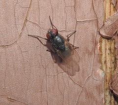Hydrotaea