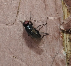 Hydrotaea
