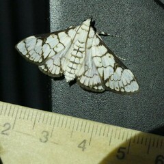 Aphytoceros lucusalis