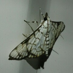 Aphytoceros lucusalis