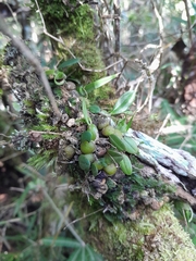 Bulbophyllum