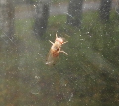 Gitona distigma