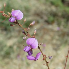 Desmodium cinerascens