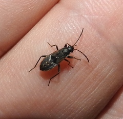 Rhyparochromus