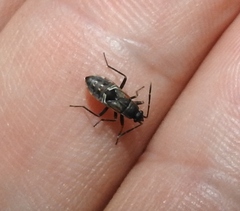 Rhyparochromus