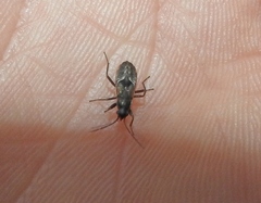 Rhyparochromus
