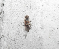 Arocatus melanocephalus