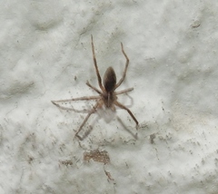Pisaura