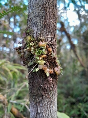 Bulbophyllum