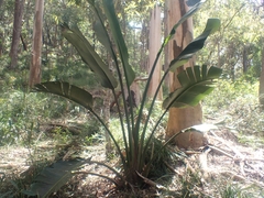 Ravenala madagascariensis