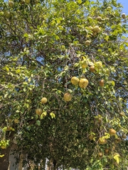 Citrus paridisi