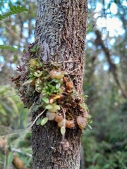 Bulbophyllum