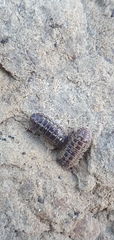Armadillidium versicolor