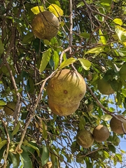Citrus paridisi