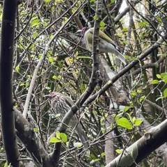 Sphecotheres vieilloti