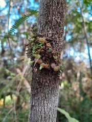 Bulbophyllum