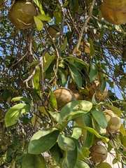 Citrus paridisi
