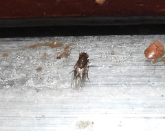 Gitona distigma
