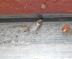Gitona distigma
