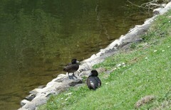 Aythya novaeseelandiae