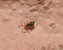 Erigoninae