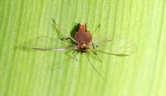 Aphididae