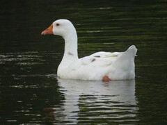 Anser anser domesticus × anser cygnoides domesticus