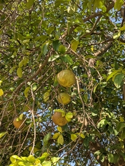 Citrus paridisi