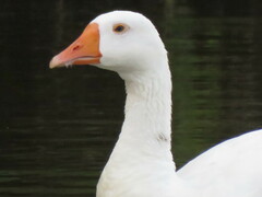 Anser anser domesticus × anser cygnoides domesticus