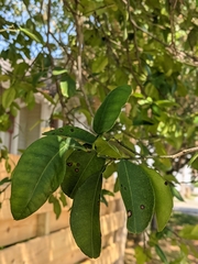 Citrus paridisi