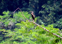 Anhinga melanogaster