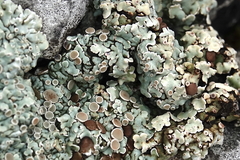 Squamarina cartilaginea